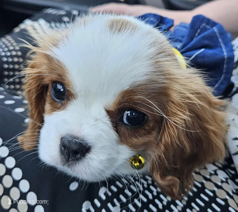 Lucy - AKC – Cavalier King Charles Spaniel puppy for sale in Lancaster, OH