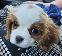 Lucy - AKC, a female Cavalier King Charles Spaniel for sale in Lancaster, OH – Photo 1 of 10