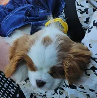 Lucy - AKC, a female Cavalier King Charles Spaniel for sale in Lancaster, OH – Photo 6 of 10