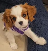 Lucy - AKC, a female Cavalier King Charles Spaniel for sale in Lancaster, OH – Photo 2 of 10