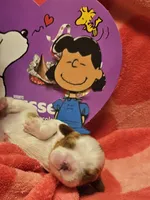 Lucy - AKC, a female Cavalier King Charles Spaniel for sale in Lancaster, OH – Photo 10 of 10