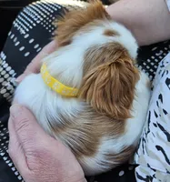 Lucy - AKC, a female Cavalier King Charles Spaniel for sale in Lancaster, OH – Photo 7 of 10