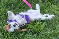 Lucy - AKC, a female Cavalier King Charles Spaniel for sale in Lancaster, OH – Photo 4 of 10