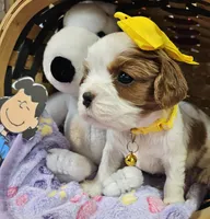 Lucy - AKC, a female Cavalier King Charles Spaniel for sale in Lancaster, OH – Photo 8 of 10