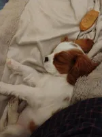 Lucy - AKC, a female Cavalier King Charles Spaniel for sale in Lancaster, OH – Photo 5 of 10