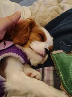 Lucy - AKC, a female Cavalier King Charles Spaniel for sale in Lancaster, OH – Photo 3 of 10