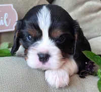 Basil, a male Cavalier King Charles Spaniel for sale in Lancaster, OH – 8 of 10