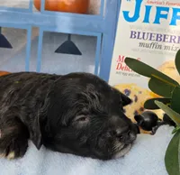 Blueberry Muffin hypoallergenic , a female Cockapoo and Bichpoo for sale in Lancaster, OH – 6 of 9