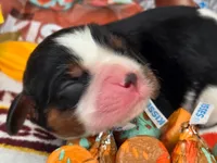 Hershey Kiss, a male Cavalier King Charles Spaniel for sale in Lancaster, OH – 2 of 8