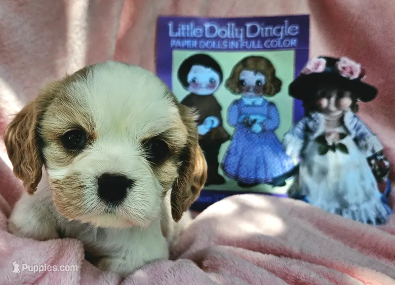 Dolly Dingle  – Cavalier King Charles Spaniel, Cavachon puppy for sale in Lancaster, OH