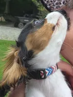 Smoky Bear akc choc carrier , a male Cavalier King Charles Spaniel for sale in Lancaster, OH – 2 of 10