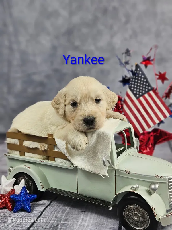 Yankee ACA – Golden Retriever, English Cream Golden Retriever puppy for sale in Lancaster, OH