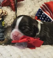 Firecracker , a male Cavalier King Charles Spaniel for sale in Lancaster, OH – 2 of 10