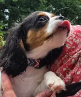 Smoky Bear akc choc carrier , a male Cavalier King Charles Spaniel for sale in Lancaster, OH – 10 of 10