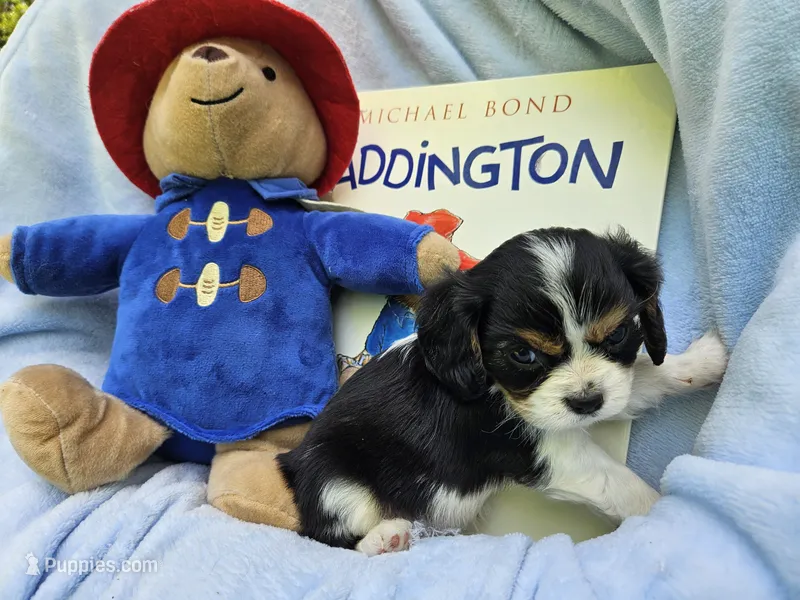 Paddington Bear akc  – Cavalier King Charles Spaniel puppy on hold in Lancaster, OH