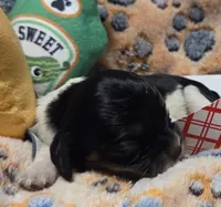 Sausage Patty, a female Cavalier King Charles Spaniel and Miniature Dachshund for sale in Lancaster, OH – 7 of 10