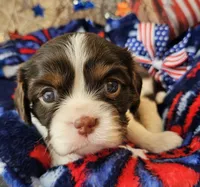 Independence , a female Cavalier King Charles Spaniel for sale in Lancaster, OH – 4 of 6
