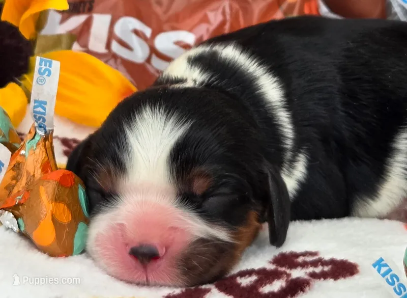 Hershey Kiss – Cavalier King Charles Spaniel puppy for sale in Lancaster, OH