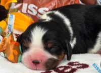Hershey Kiss, a male Cavalier King Charles Spaniel for sale in Lancaster, OH – 1 of 8