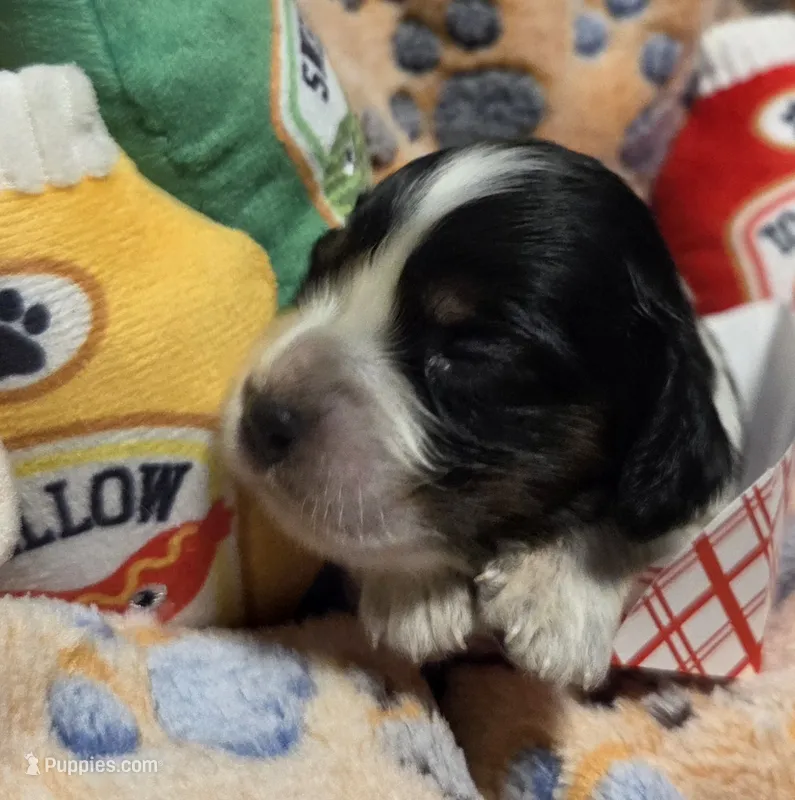 Kielbasi – Cavalier King Charles Spaniel, Miniature Dachshund puppy for sale in Lancaster, OH