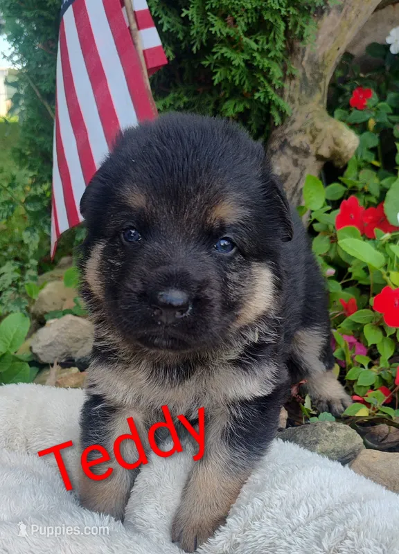 Teddy  – German Shepherd Dog puppy for sale in Lancaster, OH