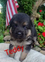 Teddy , a male German Shepherd Dog for sale in Lancaster, OH – 1 of 2
