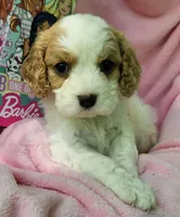 Barbie Doll, a male Cavalier King Charles Spaniel and Cavachon for sale in Lancaster, OH – 2 of 10