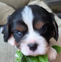 Basil, a male Cavalier King Charles Spaniel for sale in Lancaster, OH – 10 of 10