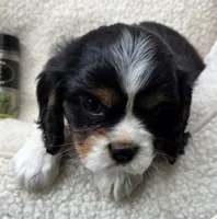 Parsley AKC chocolate carrier , a male Cavalier King Charles Spaniel for sale in Lancaster, OH – 2 of 9
