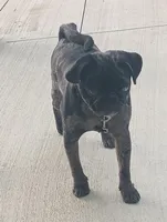 Pepper akc, a male Pug for sale in Lancaster, OH – 3 of 6