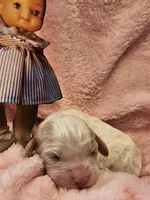 Pixie, a female Cavalier King Charles Spaniel and Cavachon for sale in Lancaster, OH – Photo 5 of 10