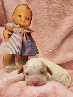 Pixie, a female Cavalier King Charles Spaniel and Cavachon for sale in Lancaster, OH – Photo 7 of 10