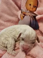 Pixie, a female Cavalier King Charles Spaniel and Cavachon for sale in Lancaster, OH – Photo 9 of 10