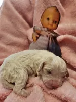 Pixie, a female Cavalier King Charles Spaniel and Cavachon for sale in Lancaster, OH – Photo 10 of 10