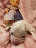 Pixie, a female Cavalier King Charles Spaniel and Cavachon for sale in Lancaster, OH – Photo 8 of 10