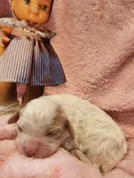 Pixie, a female Cavalier King Charles Spaniel and Cavachon for sale in Lancaster, OH – Photo 2 of 10