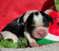 Merry Melon , a male Cavalier King Charles Spaniel for sale in Lancaster, OH – 7 of 10