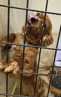 Ginger, a female Cavalier King Charles Spaniel for sale in Lancaster, OH – 2 of 3