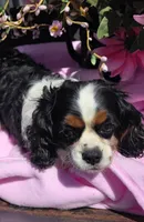 Winnie , a female Cavalier King Charles Spaniel for sale in Lancaster, OH – 3 of 10