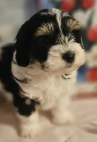 Victoria , a female Poodle - Miniature  and Bichpoo for sale in Lancaster, OH – 2 of 10