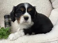 Parsley AKC chocolate carrier , a male Cavalier King Charles Spaniel for sale in Lancaster, OH – 5 of 9