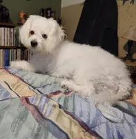 Ivory, a female Bichon Frise for sale in Lancaster, OH – Photo 1 of 4