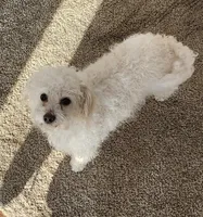 Ivory, a female Bichon Frise for sale in Lancaster, OH – Photo 4 of 4