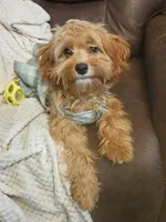Mia Jewels / House Trained , a female Cavapoo for sale in Lancaster, OH – 6 of 9