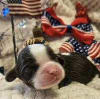 Patriot, a male Cavalier King Charles Spaniel for sale in Lancaster, OH – 8 of 10