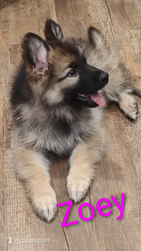Zoey – German Shepherd Dog puppy for sale in Lancaster, OH