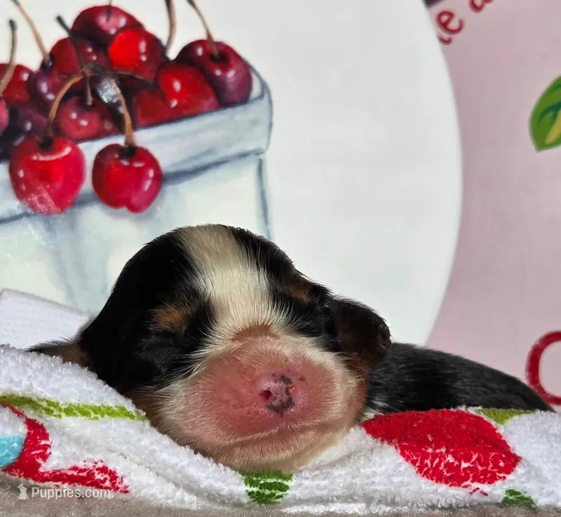 Cheerful Cherry  – Cavalier King Charles Spaniel puppy for sale in Lancaster, OH