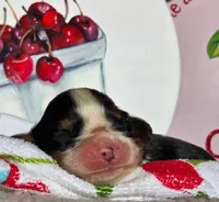 Cheerful Cherry , a female Cavalier King Charles Spaniel for sale in Lancaster, OH – 1 of 4