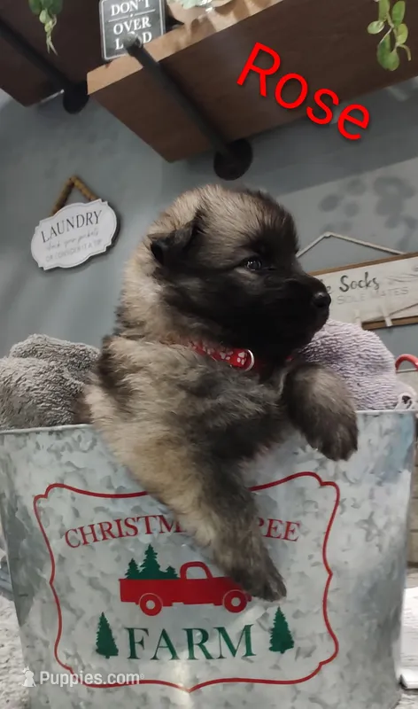 Rose – German Shepherd Dog puppy for sale in Lancaster, OH