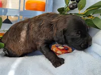 Blueberry Flapjack hypoallergenic , a male Cockapoo and Bichpoo for sale in Lancaster, OH – 5 of 9